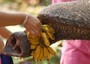 Uno studente da' banane a un elefante