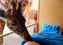 L'ultimo saluto della giraffa