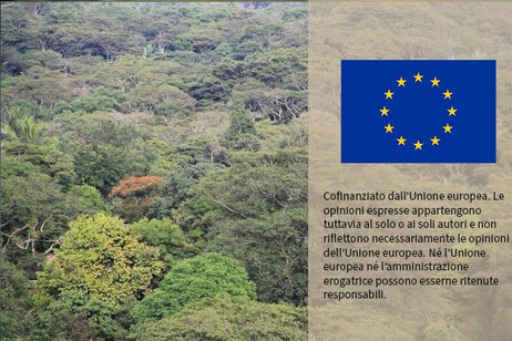 Dall'Eurocamera sì al rinvio alla legge sulla deforestazione ma con modifiche