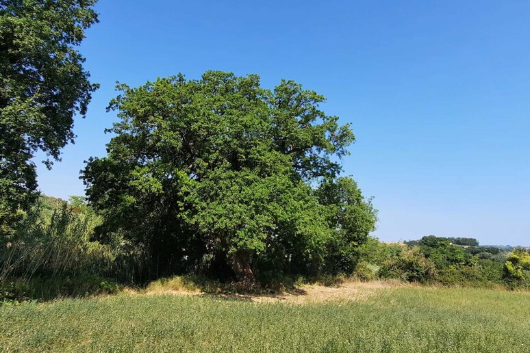 - RIPRODUZIONE RISERVATA