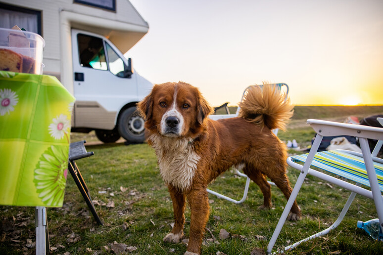 Un cane al tramonto foto iStock. - RIPRODUZIONE RISERVATA